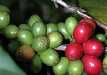 Coffee Cherries on a branch